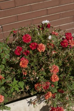 Portekiz ihtişamlı flora renkli çiçekler