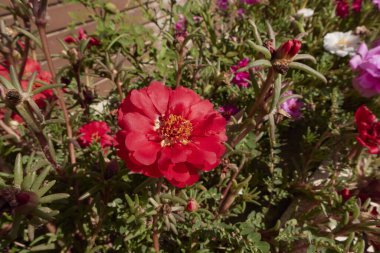 Portekiz ihtişamlı flora renkli çiçekler