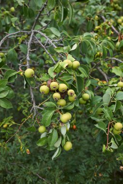 Pyrus komünis denizaltısı. Piraster Avrupa yabani armut ağacı