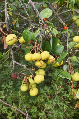 Pyrus komünis denizaltısı. Piraster Avrupa yabani armut ağacı