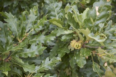 Quercus cerris şubesini kapatın.