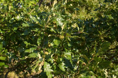 Quercus cerris şubesini kapatın.