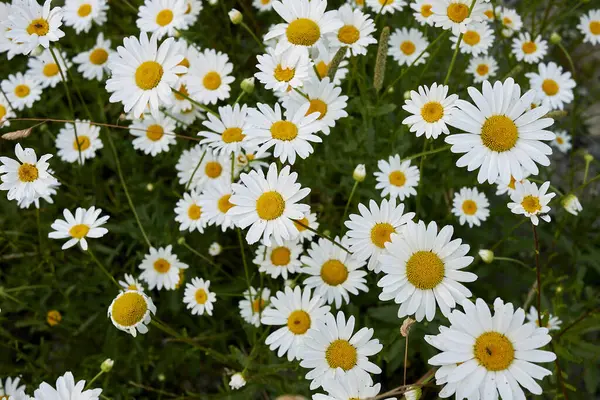 Leucanthemum vulgare çiçek açtı