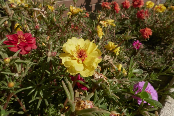 Portulaca Grandiflora Flores Colores Imagen de archivo