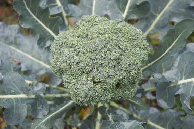 Sebze bahçesinde taze brokoli.