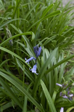 Hyacinthoides olmayan senaryolar mor mavi tonlama
