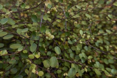 Muehlenbeckia kompleksi fabrikası