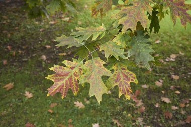 Sonbaharda Quercus rubra renkli yeşillik