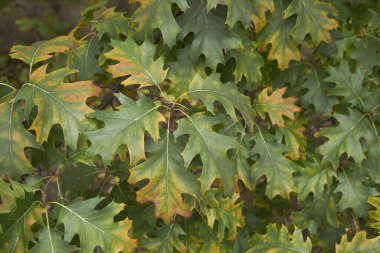 Sonbaharda Quercus rubra renkli yeşillik