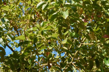 Cinnamomum kafora dalına yaklaş.