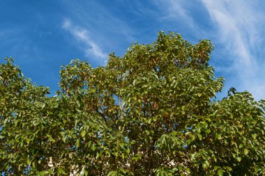 Cinnamomum kafora dalına yaklaş.