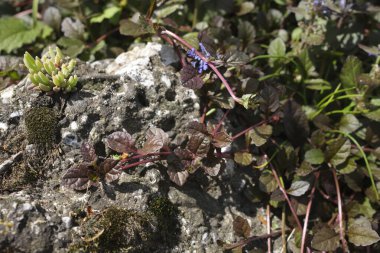 Ajuga sürüngenleri çiçek açtı.