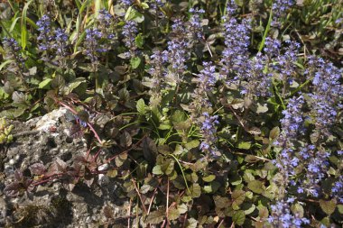 Ajuga sürüngenleri çiçek açtı.