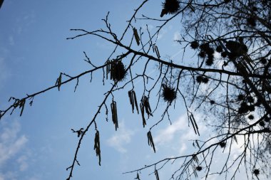 Çiçek açmış Corylus colurna ağacı