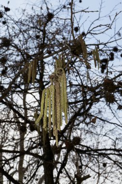 Corylus colurna  tree in bloom clipart
