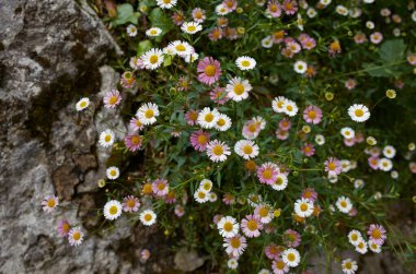Erigeron Karvinskianus pembe ve beyaz çiçekler