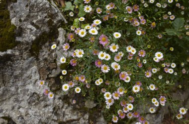 Erigeron Karvinskianus pembe ve beyaz çiçekler