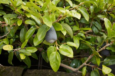 Ficus pumila dalı meyvelerle kaplıdır.