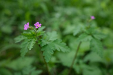 Sardunya Purpureum 'u kapatın.