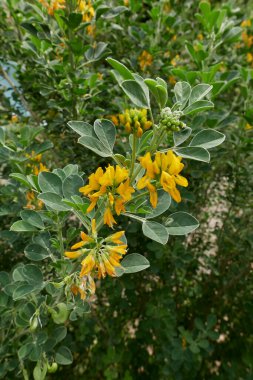 Medicago arborea çiçek açtı.