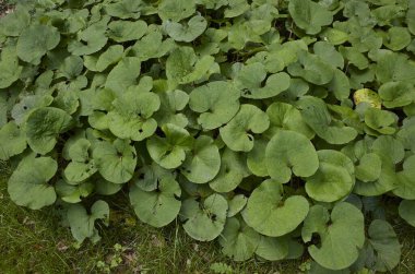 Petasitler Pyrenaicus 'un çiçek açması