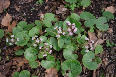 Petasitler Pyrenaicus 'un çiçek açması