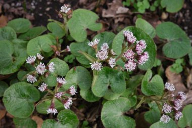 Petasitler Pyrenaicus 'un çiçek açması