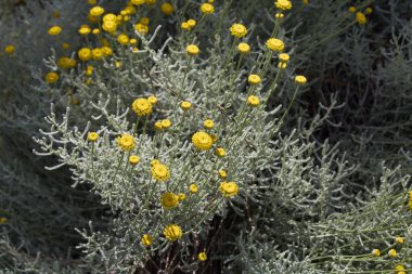Santolina chamaecyparissus çiçek açtı.