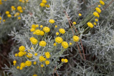 Santolina chamaecyparissus çiçek açtı.