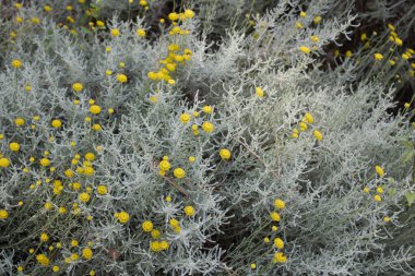 Santolina chamaecyparissus çiçek açtı.