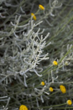 Santolina chamaecyparissus çiçek açtı.