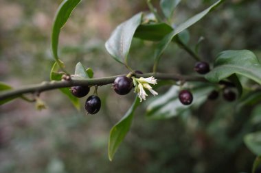 Sarcococca konfeksiyonu. Yakın çekim.