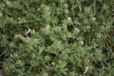 Trifolium Lappaceum çiçek açtı.