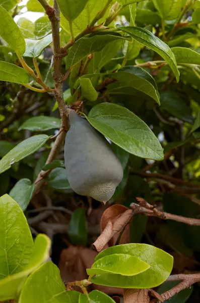 Ficus pumila dalı meyvelerle kaplıdır.