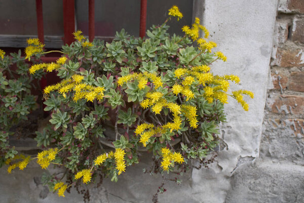 Седум пальмовый