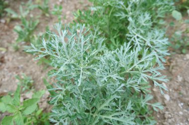 Artemisia Absinthium plantasyonunun görüntüsü