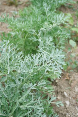 View of Artemisia absinthium plantation clipart