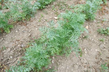 Artemisia Absinthium plantasyonunun görüntüsü