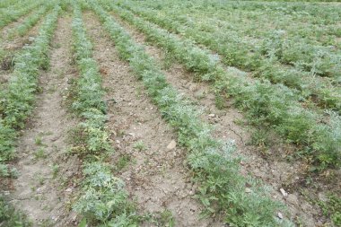 Artemisia Absinthium plantasyonunun görüntüsü