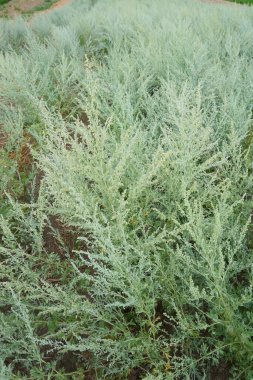 View of Artemisia absinthium plantation clipart