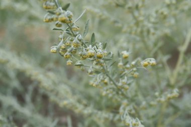 Artemisia Absinthium plantasyonunun görüntüsü