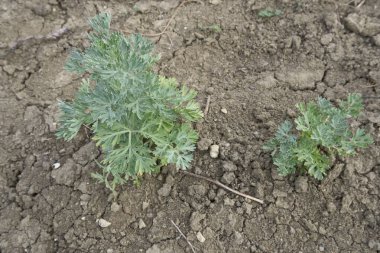 View of Artemisia absinthium plantation clipart