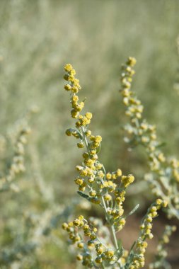 Artemisia Absinthium plantasyonunun görüntüsü