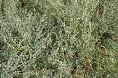 Artemisia Absinthium plantasyonunun görüntüsü