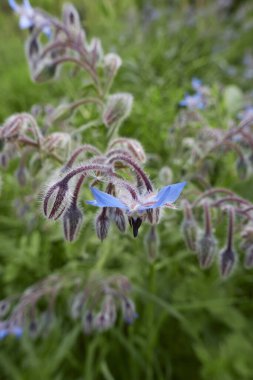 Borago officinalis plant in bloom clipart