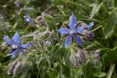 Borago memurları çiçek açtı.