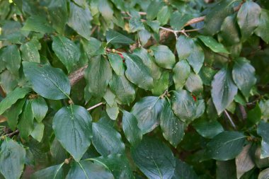 Cornus mas şubesi olgun meyvelerle kaplıdır.