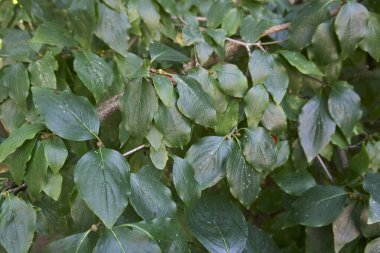 Cornus mas branch close up with ripe fruits clipart