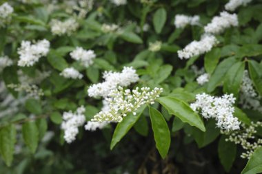 Ligustrum sinense çiçekli çalılık