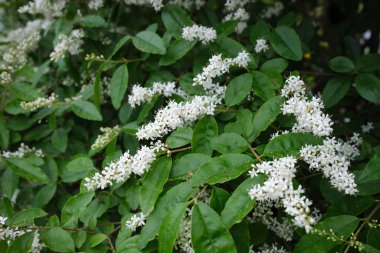 Ligustrum sinense çiçekli çalılık